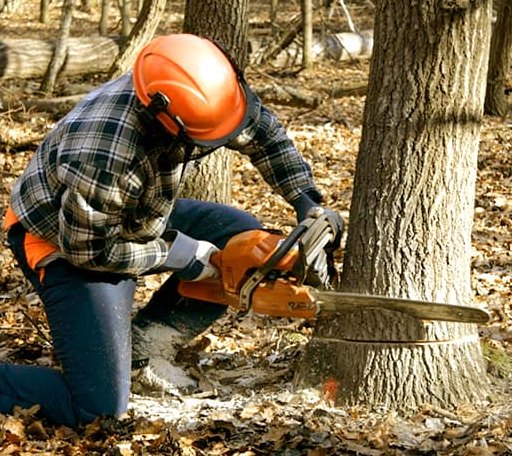 Tree Removal in Ashfield, PA